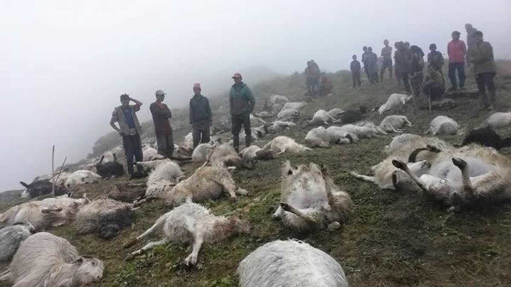 500 ovelhas mortas por um raio no remoto Nepal em 23 de agosto de 2020. 
