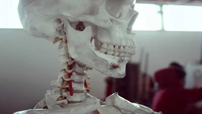 Crânio humano (ilustrativo).